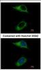 Caspase Recruitment Domain Family Member 6 antibody, NBP2-15704, Novus Biologicals, Immunofluorescence image 