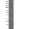 Epidermal Growth Factor Receptor Pathway Substrate 15 Like 1 antibody, abx215210, Abbexa, Western Blot image 