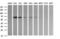 Zinc Finger And SCAN Domain Containing 21 antibody, LS-C174678, Lifespan Biosciences, Western Blot image 