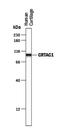 Cartilage Acidic Protein 1 antibody, PA5-47710, Invitrogen Antibodies, Western Blot image 