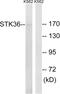 Serine/Threonine Kinase 36 antibody, abx014855, Abbexa, Western Blot image 