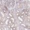 LIM And Calponin Homology Domains 1 antibody, PA5-64136, Invitrogen Antibodies, Immunohistochemistry frozen image 