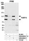 Poly(ADP-Ribose) Polymerase Family Member 10 antibody, A300-665A, Bethyl Labs, Immunoprecipitation image 