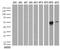 Keratin 20 antibody, LS-C796892, Lifespan Biosciences, Western Blot image 