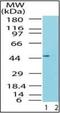 TARBP2 Subunit Of RISC Loading Complex antibody, orb87955, Biorbyt, Western Blot image 