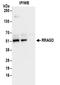 Ras Related GTP Binding D antibody, NBP2-32106, Novus Biologicals, Western Blot image 