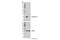 Peptidylprolyl Isomerase B antibody, 43603S, Cell Signaling Technology, Western Blot image 