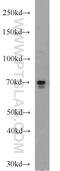 Elongation Factor For RNA Polymerase II antibody, 51044-1-AP, Proteintech Group, Western Blot image 