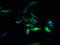 G Protein-Coupled Receptor 84 antibody, LS-C397227, Lifespan Biosciences, Immunofluorescence image 