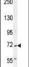 C2 Calcium Dependent Domain Containing 6 antibody, PA5-24265, Invitrogen Antibodies, Western Blot image 