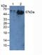 Carcinoembryonic Antigen Related Cell Adhesion Molecule 1 antibody, MBS2004454, MyBioSource, Western Blot image 