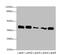 KH RNA Binding Domain Containing, Signal Transduction Associated 2 antibody, CSB-PA730139LA01HU, Cusabio, Western Blot image 