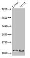 DET1 And DDB1 Associated 1 antibody, CSB-PA880116LA01HU, Cusabio, Western Blot image 