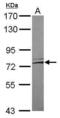 Leucine Rich Repeat Containing 4C antibody, PA5-31873, Invitrogen Antibodies, Western Blot image 