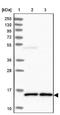Interleukin 25 antibody, NBP2-48856, Novus Biologicals, Western Blot image 