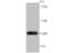 Frizzled Class Receptor 8 antibody, NBP2-75493, Novus Biologicals, Western Blot image 