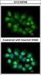 Protein Arginine Methyltransferase 2 antibody, GTX103749, GeneTex, Immunocytochemistry image 