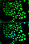 Transcription Elongation Factor A Like 8 antibody, STJ110155, St John