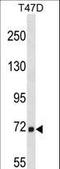  antibody, LS-C164035, Lifespan Biosciences, Western Blot image 