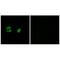 Mitochondrial Ribosomal Protein S22 antibody, A10300, Boster Biological Technology, Immunofluorescence image 