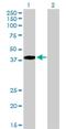 Ring Finger Protein 14 antibody, H00009604-D01P, Novus Biologicals, Western Blot image 