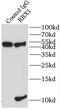 E3 ubiquitin-protein ligase RBX1 antibody, FNab07199, FineTest, Immunoprecipitation image 