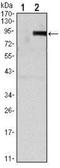 TNF Receptor Superfamily Member 11b antibody, NBP1-51670, Novus Biologicals, Western Blot image 