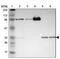 Four And A Half LIM Domains 2 antibody, NBP1-84979, Novus Biologicals, Western Blot image 