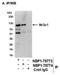 Nuclear Receptor Subfamily 3 Group C Member 1 antibody, NBP1-78774, Novus Biologicals, Immunoprecipitation image 