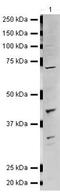  antibody, PA5-19743, Invitrogen Antibodies, Western Blot image 