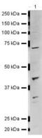 LIM/homeobox protein Lhx6 antibody, PA5-19743, Invitrogen Antibodies, Western Blot image 