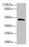 Protein Interacting With PRKCA 1 antibody, CSB-PA05445A0Rb, Cusabio, Western Blot image 