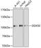 DExD-Box Helicase 50 antibody, 23-692, ProSci, Western Blot image 