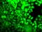 Arachidonate 15-Lipoxygenase Type B antibody, GTX33001, GeneTex, Immunofluorescence image 