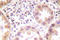 NEDD8 Ubiquitin Like Modifier antibody, LS-C176339, Lifespan Biosciences, Immunohistochemistry frozen image 