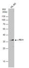 Programmed Cell Death 1 antibody, GTX128435, GeneTex, Western Blot image 