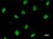 ASH2 Like, Histone Lysine Methyltransferase Complex Subunit antibody, LS-C342414, Lifespan Biosciences, Immunofluorescence image 