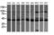 Mitogen-Activated Protein Kinase Kinase 1 antibody, LS-C797644, Lifespan Biosciences, Western Blot image 