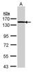 Transcription Termination Factor 2 antibody, GTX109947, GeneTex, Western Blot image 