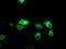 Tryptase Gamma 1 antibody, TA504128, Origene, Immunofluorescence image 