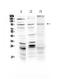 SEM3A antibody, A01761-1, Boster Biological Technology, Western Blot image 