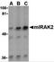 Interleukin 1 Receptor Associated Kinase 2 antibody, 3597, ProSci, Western Blot image 