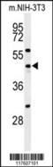 Cell Division Cycle 25C antibody, 63-249, ProSci, Western Blot image 
