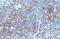 CD19 antibody, GTX101512, GeneTex, Immunohistochemistry paraffin image 