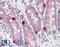 Transcriptional Regulating Factor 1 antibody, LS-B8430, Lifespan Biosciences, Immunohistochemistry frozen image 