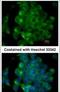 Signal-Induced Proliferation-Associated 1 antibody, PA5-28122, Invitrogen Antibodies, Immunofluorescence image 