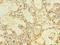Thrombomodulin antibody, LS-C676589, Lifespan Biosciences, Immunohistochemistry paraffin image 