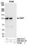 Phosphoribosylglycinamide Formyltransferase, Phosphoribosylglycinamide Synthetase, Phosphoribosylaminoimidazole Synthetase antibody, A304-312A, Bethyl Labs, Immunoprecipitation image 