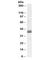 NudE Neurodevelopment Protein 1 Like 1 antibody, R33327-100UG, NSJ Bioreagents, Western Blot image 