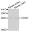 Homeobox B7 antibody, abx005261, Abbexa, Western Blot image 